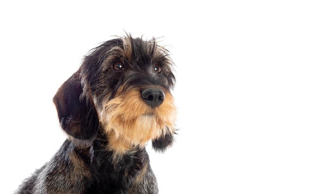 Negro un perro salchicha marrón aislado sobre un fondo blanco.