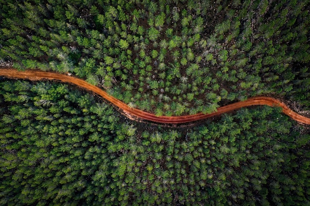 Nehmen Sie ein Blatt aus dem Buch der Natur und wachsen Sie weiter Hochwinkelaufnahme einer unbefestigten Straße, die sich durch einen Wald schlängelt