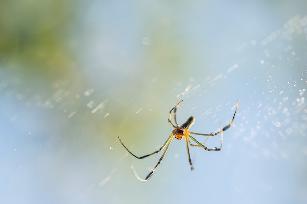 Nehmen Sie eine Nahaufnahme Spinne auf einem Spinnennetz