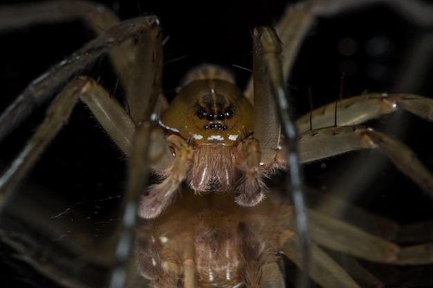 Nehmen Sie eine Nahaufnahme Spinne