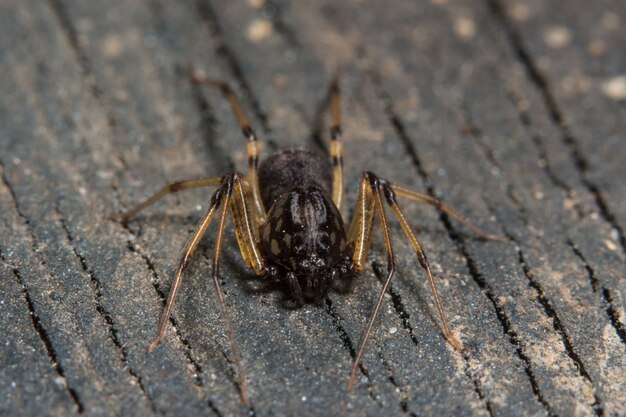 Nehmen Sie eine Nahaufnahme Spinne