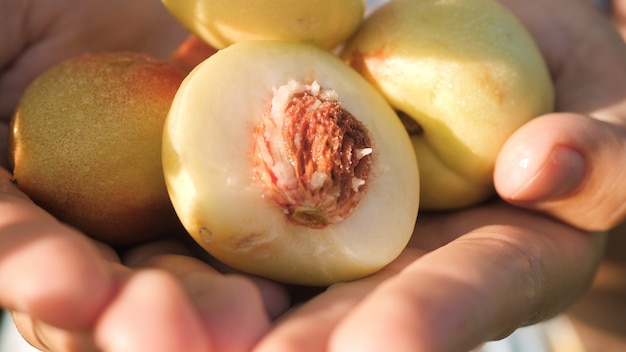 Nektarine. Nahaufnahme einer schönen frischen gelben Nektarine in weiblichen Palmen an einem klaren sonnigen Tag. Nahaufnahme