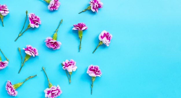 Nelkenblume auf blauem Hintergrund.