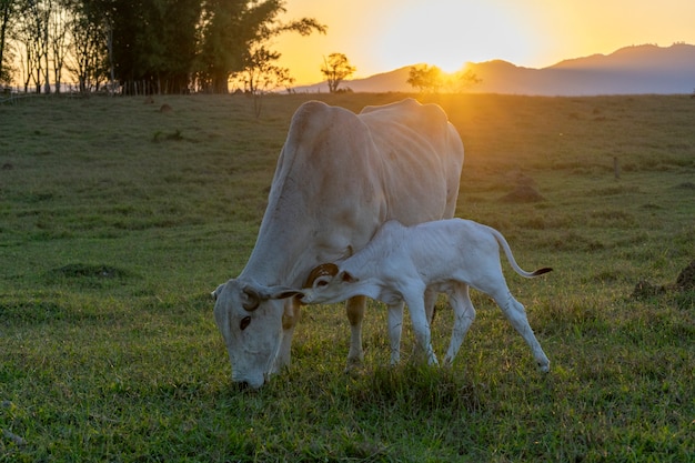 Nelore, bezerro e vaca no pasto ao pôr do sol