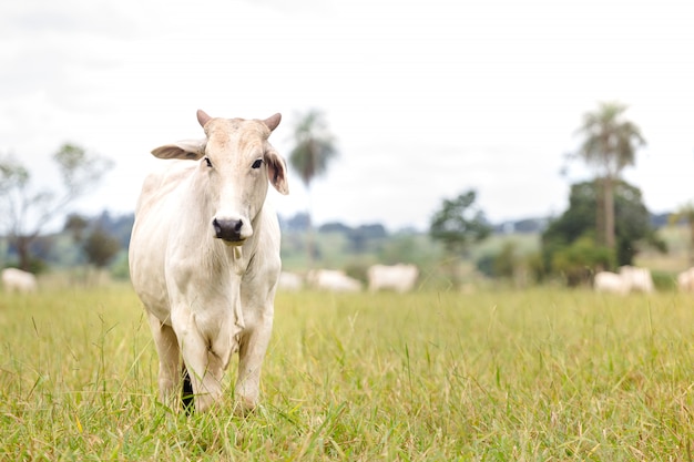 Nelore ganado en un campo