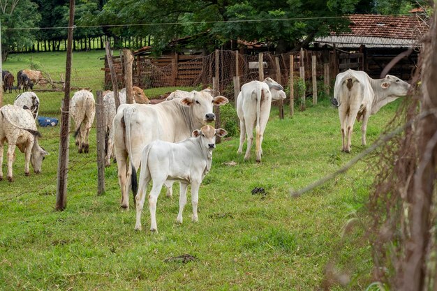 Foto nelore ganado vacuno y vaca en el pasto