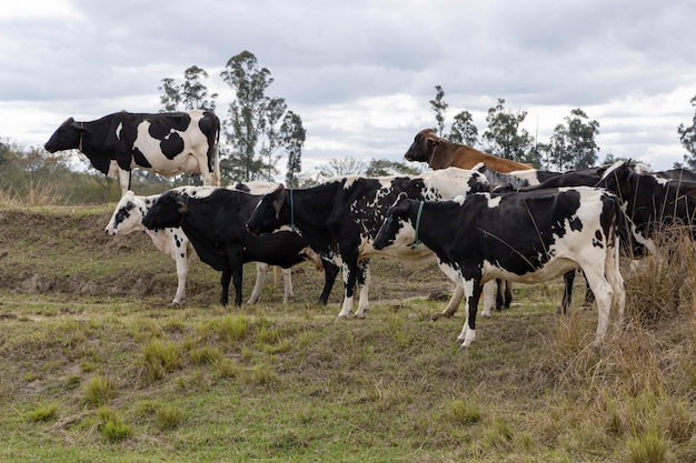 Nelore Kühe auf einem Feld, das grünes Gras weidet. Selektiver Fokus