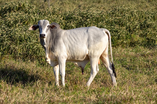 Nelore Kuh auf einem Feld, das grünes Gras weidet Selektiver Fokus