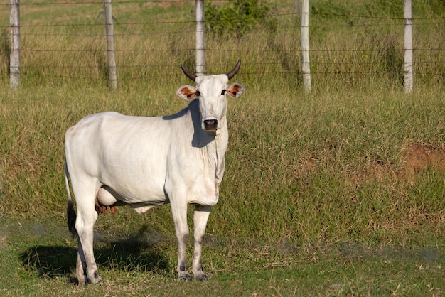 Nelore Kuh auf einem Feld, das grünes Gras weidet Selektiver Fokus