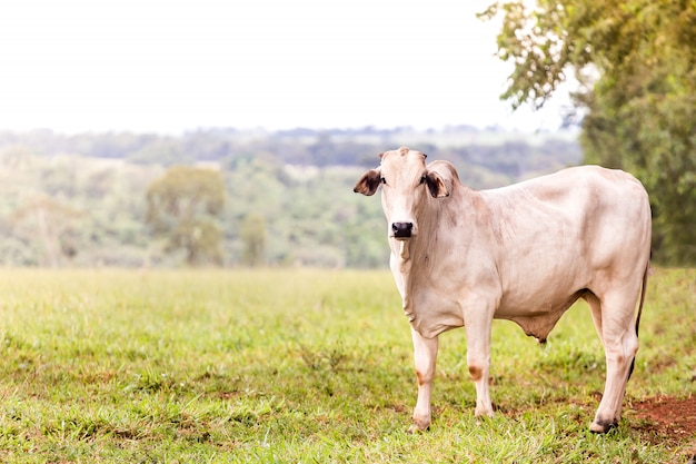 Nelore en el pasto de una granja