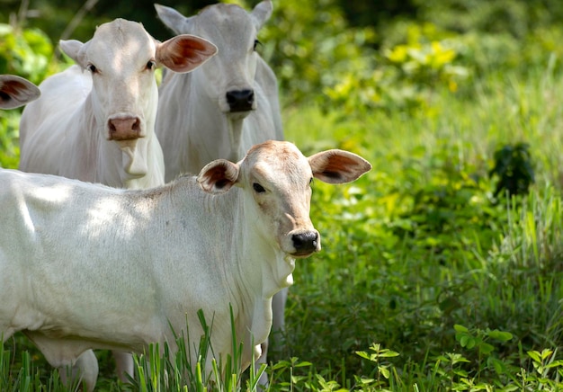 Nelore Rinder auf der Weide, weiße Kuh