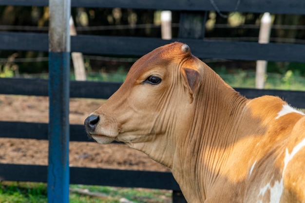 Nelore-Rinder im Corral