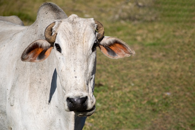 Nelore Rinder mit krummem Horn