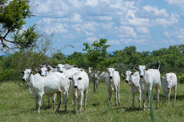 Nelore-Vieh in der grünen Weide