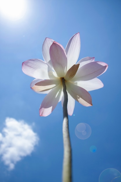 Foto nelumbo lotus