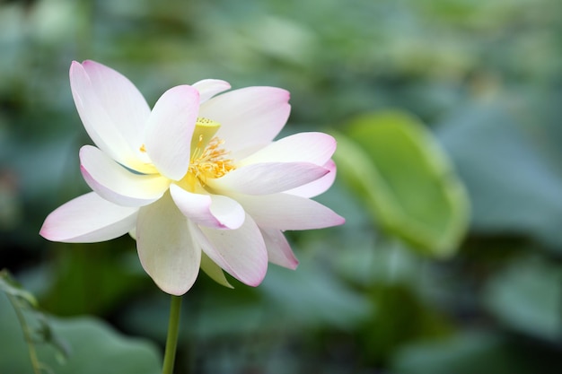 Foto nelumbo nucifera