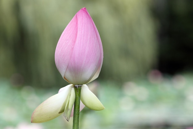 Foto nelumbo nucifera