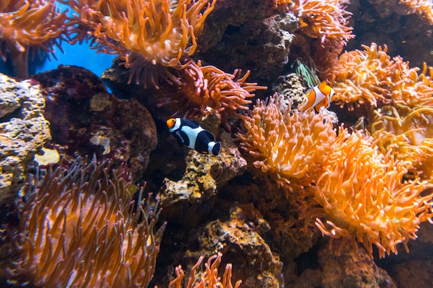 Nemo Clownfische in einem Aquarium in Rio de Janeiro Brasilien.