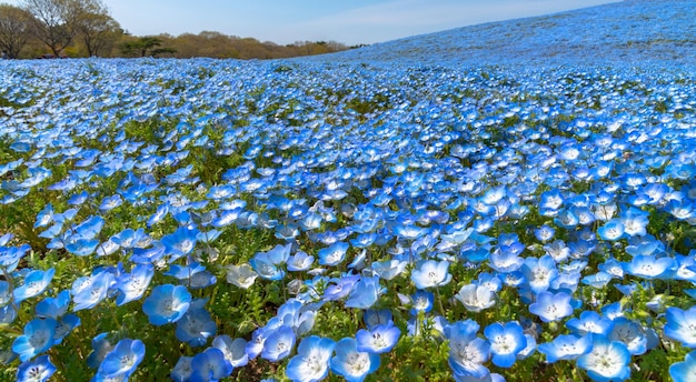 Nemophila Baby blaue Augen Blumen Blumenfeld blauer Blumenteppich