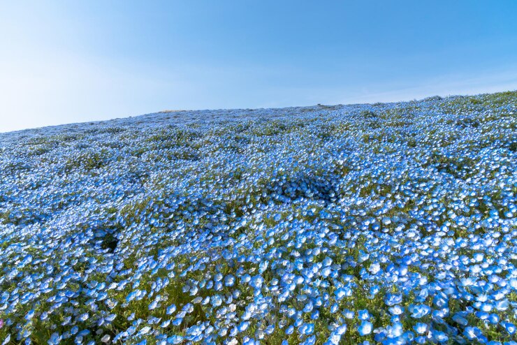 Nemophila bebé ojos azules flores campo de flores alfombra de flores azules