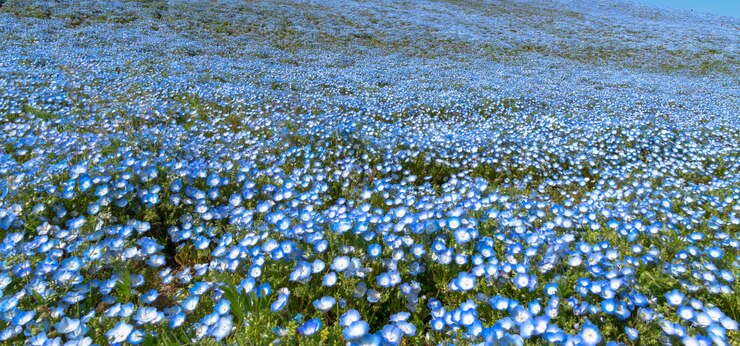 Nemophila bebé ojos azules flores campo de flores alfombra de flores azules