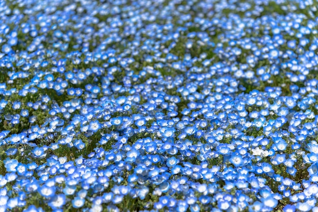 Nemophila bebê olhos azuis flores campo de flores tapete de flores azuis