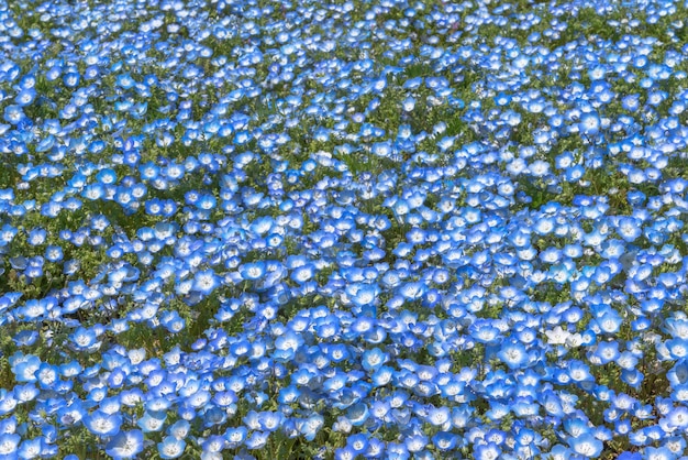Nemophila ojos azules bebé campo de flores alfombra de flores azules