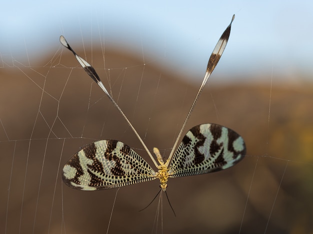 Foto nemoptera bipennis atrapados en una telaraña.