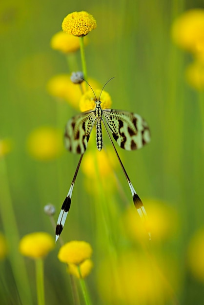 Nemoptera bipennis, também conhecido como goblin, é uma espécie de inseto neuróptero da família nemopteridae.