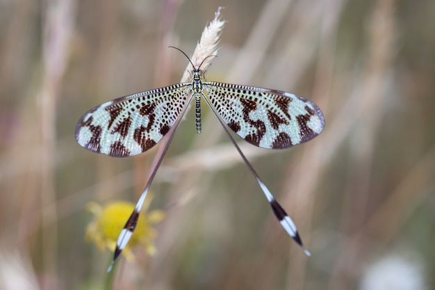 Foto nemoptera coa