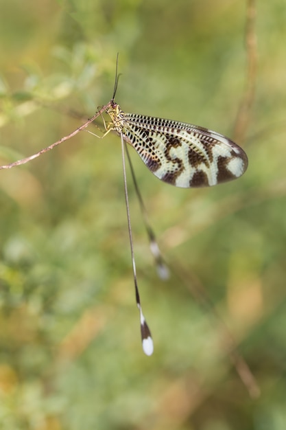 Nemoptera coa