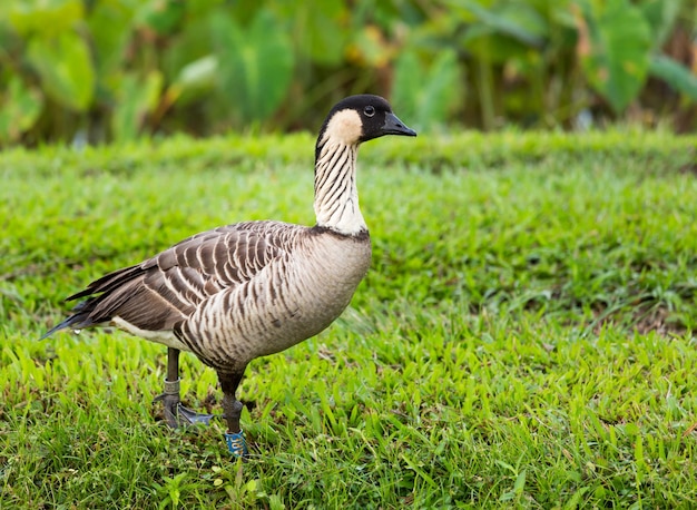 Nene-Gans im Hanalei-Tal auf Kauai