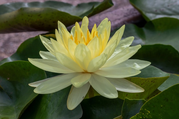 Nenúfar amarelo bonito ou flor de lótus.Também inclui o nome de lótus indiano, lótus sagrado, feijão da Índia ou simplesmente lótus.