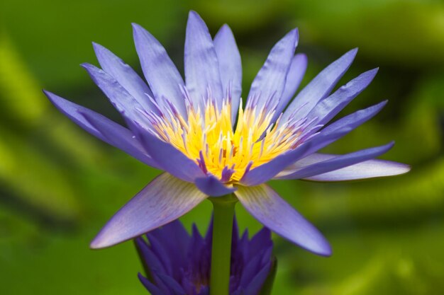 Nenúfar azul contra um fundo verde