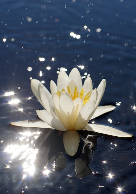 Nenúfar blanco con un núcleo amarillo en un lago con reflejos brillantes en el agua, concepto floral