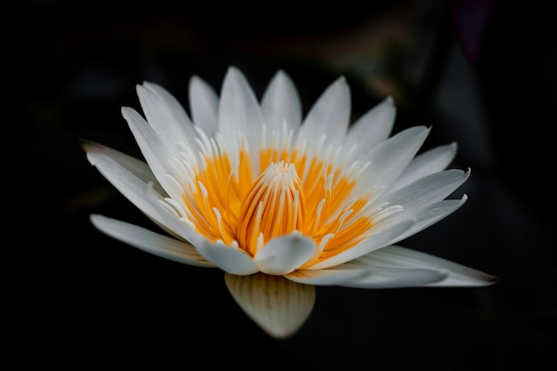 Nenúfar blanco Nymphaea alba flotando en un estanque