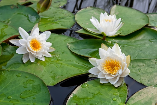 Nenúfar blanco