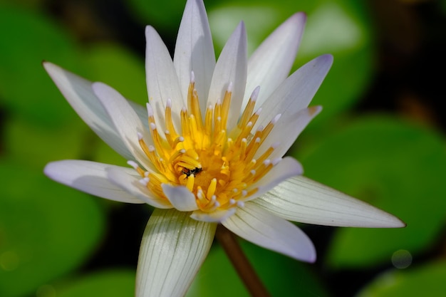 nenúfar branco. Nymphaea alba. closeup de flor de lótus branca. Plantas aquáticas. fundo da natureza.
