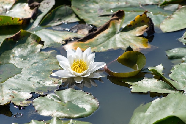 Nenúfar em um lago de aldeia