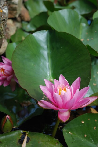 Nenúfar flores em uma lagoa