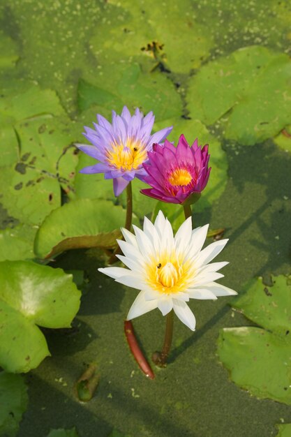 Nenúfar flores florescendo na lagoa