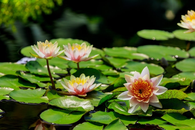 Nenúfar con hojas verdes en el estanque