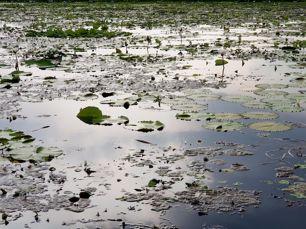 Nenúfar, lago de lótus no jardim.