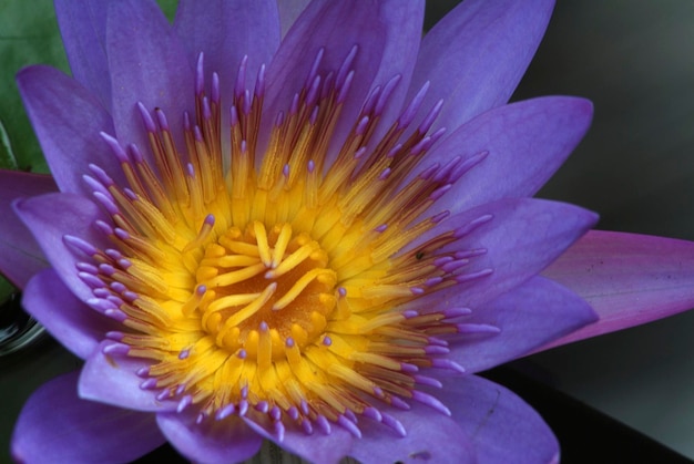 Nenúfar Nymphaea colorata