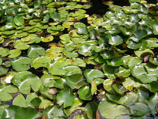 Nenúfar (Nymphaea) em um lago