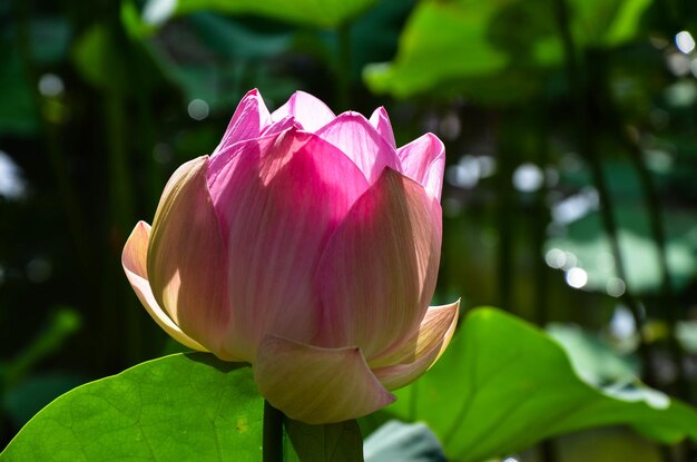 Nenúfar Nymphaea tetragona