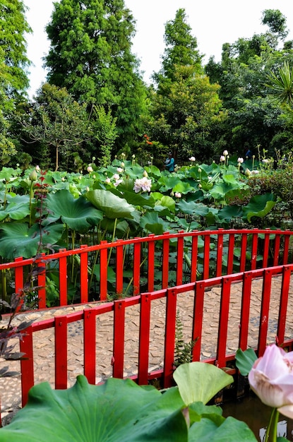 Nenúfar Nymphaea tetragona