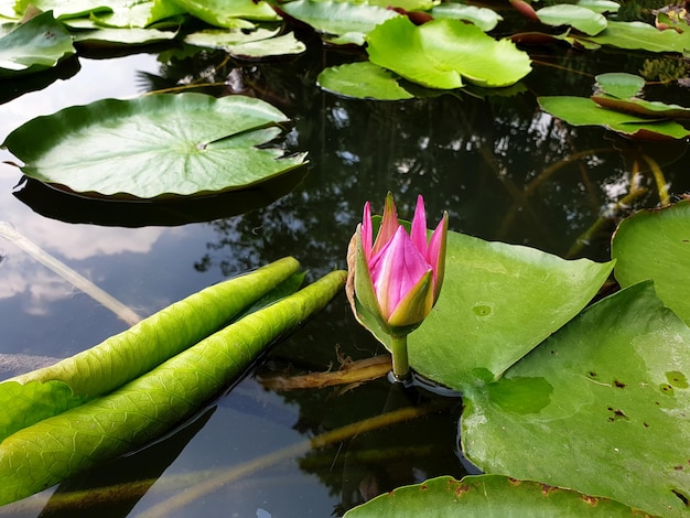 Nenúfar o flor de loto y hojas verdes con reflejo de agua de las nubes en el cielo