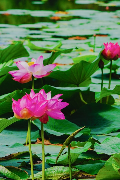 Nenúfar ou flor de lótus na lagoa de verão