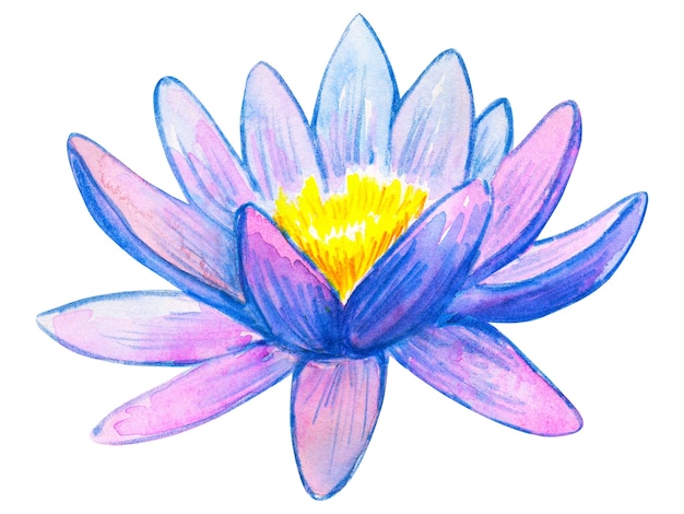 Nenúfar rosa azul. Mão-extraídas ilustração em aquarela. Isolado.